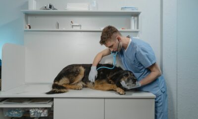 Well-Known Pet Clinics in Istanbul